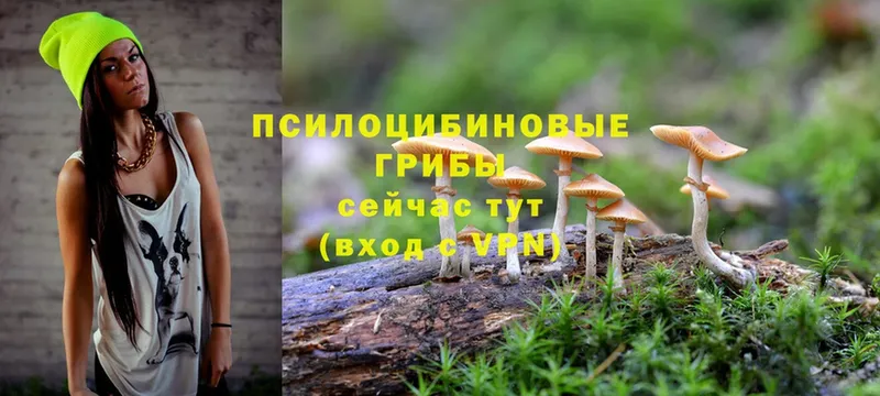 Псилоцибиновые грибы Psilocybine cubensis  Людиново 